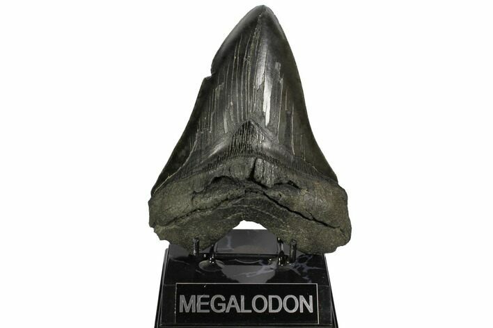 Huge, Fossil Megalodon Tooth - South Carolina #149152